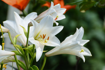 Fototapeta na wymiar White lilies. In the garden.