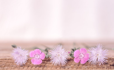 Soft background with wild Dianthus.  Blurred for background