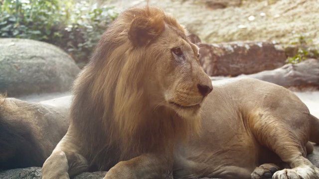 3840x2160 video - Big, male lion, lying in the shade and licking his lips as he watches passersby from his habitat