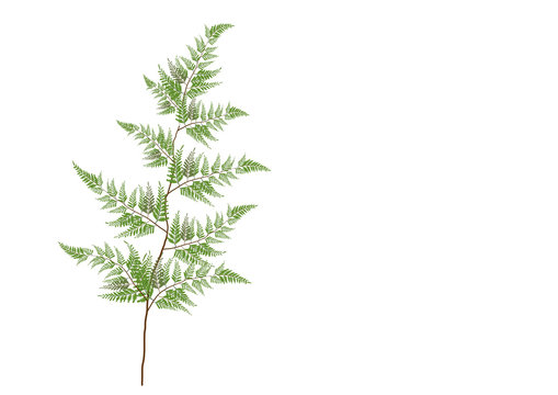 fern branch on white background,isolated picture