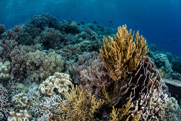 Fototapeta na wymiar Colorful Corals in Wakatobi National Park