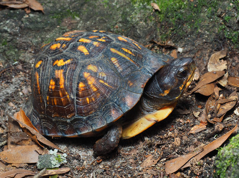 Eastern Box Turtle in It's Natural Environment