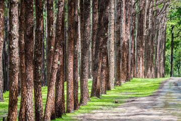 Naklejka premium pine forest with gravel road
