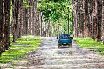 old pickup truck running on gravel road in pine forest - obrazy, fototapety, plakaty