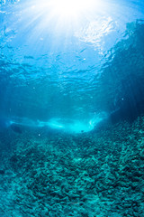 Fototapeta na wymiar Sunlight into Underwater