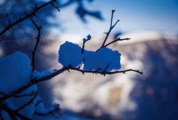 снег на ветках