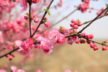 flowering peach
