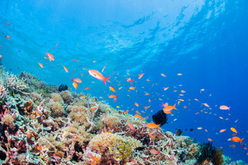 Fototapeta na wymiar Coral Reef and Colorful Fishes