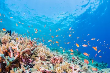 Korallenriff und bunte Fische © divedog