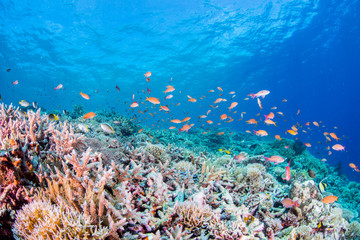 Fototapeta na wymiar Coral Reef and Colorful Fishes