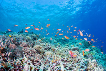 Fototapeta na wymiar Coral Reef and Colorful Fishes