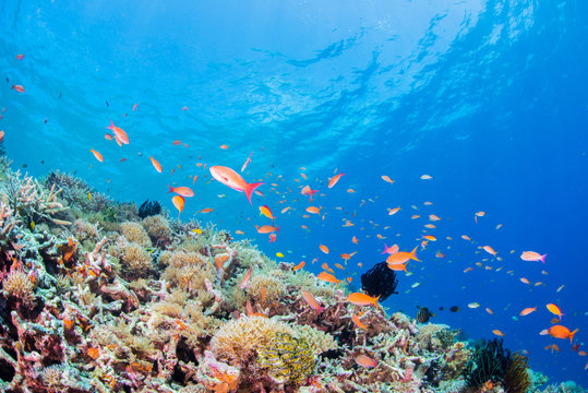 Fototapeta Rafa koralowa i kolorowe ryby