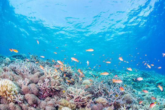 Fototapeta Coral Reef and Colorful Fishes