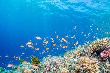 Coral Garden © divedog