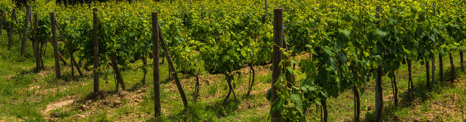 Fototapeta na wymiar Tuscan vineyard