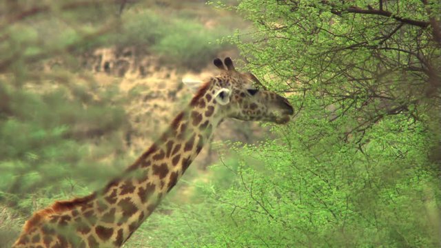 Close view of giraffe browsing on acacia, Tanzania