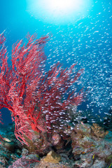 Fototapeta na wymiar Luminous cardinalfish with sea fan