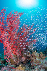 Luminous cardinalfish with sea fan