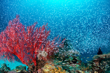 Luminous cardinalfish with sea fan