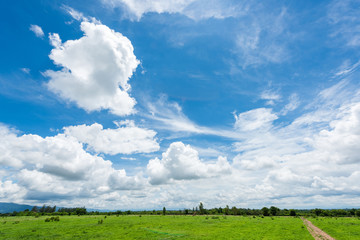 Obraz premium green field and blue sky