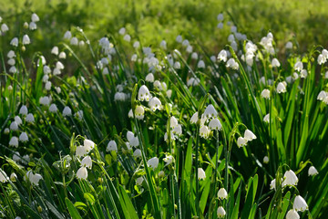 Fototapeta premium Morning dew on flowers of snowflakes.