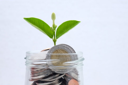 save money for investment concept plant growing out of coins