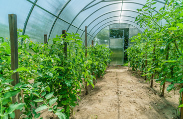 tomato plants in the greenhouse