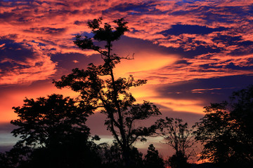 Sunset sky with tree in front background in Thailand