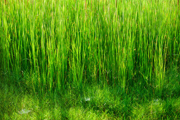 Obraz premium Green grass and gossamer