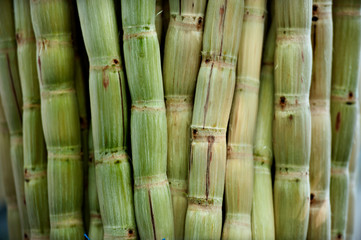 sugar cane peeled