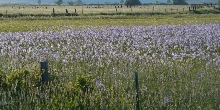 Wildflowers in foreground, pastures divided by fences in background