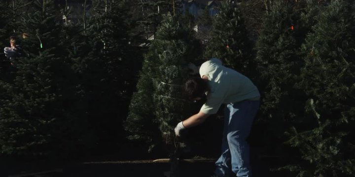 Man cutting wires around a Christmas tree in a lot