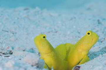 Yellow shirmpgoby