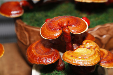 Ganoderma lucidum