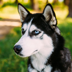 Obraz premium Young Happy Husky Eskimo Dog Sitting In Grass Outdoor