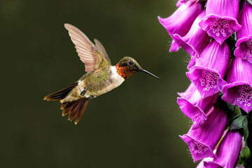 Fototapeta na wymiar Adult male Rufous hummingbird
