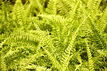 Fresh green fern leaves