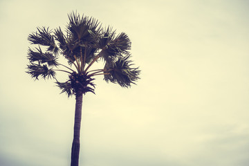 Vintage palm tree