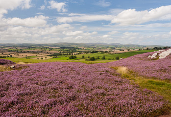 Plakat moorland with purple heather flowers in bloom
