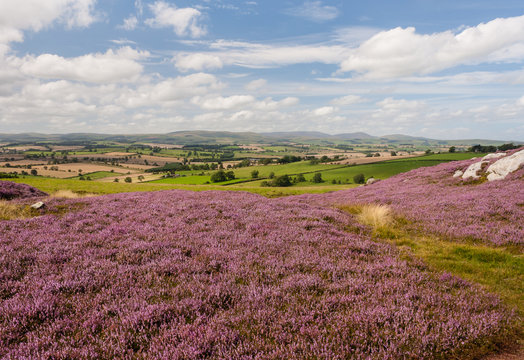 moorland with purple heather flowers in bloom