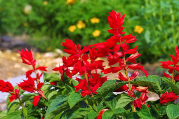Feuersalbei - Salvia splendens or scarlet sage