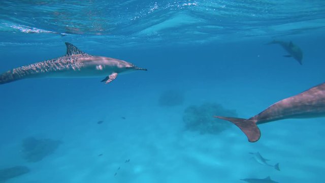 У дельфинов брачный период. Увлекательные погружения с дельфинами. Дайвинг в Красном море близ Египта.