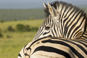 Fototapeta na wymiar Zebra in morning sunlight