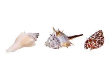 Shell, white background, close-up