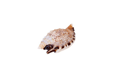 Shell, white background, close-up