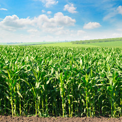 green corn field and blue sky