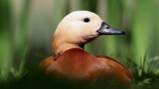 Ruddy shelduck