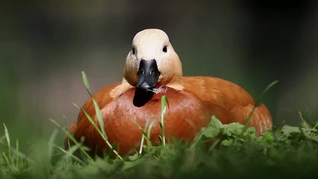 Ruddy shelduck