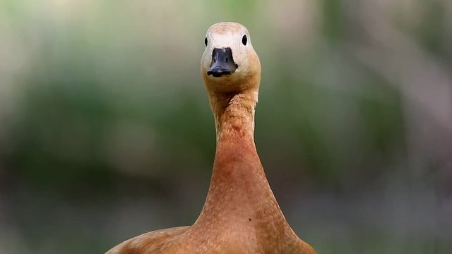 Ruddy shelduck