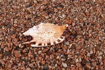 Shells on the seashore